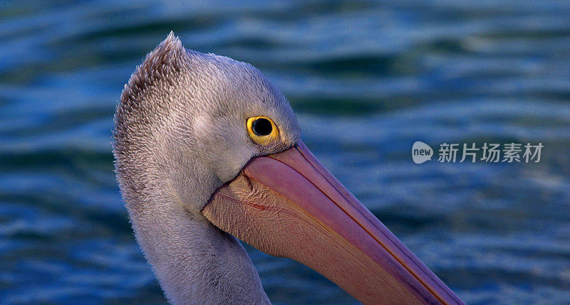 鹈鹕(Pelecanus conspicillatus)